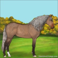 Horse Color:Silver Bay Dun 