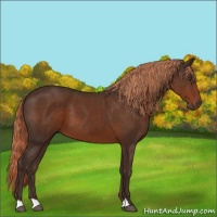 Horse Color:Liver Chestnut 
