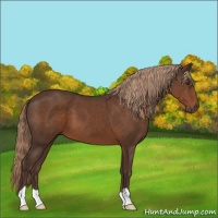 Horse Color:Liver Chestnut 