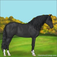 Horse Color:Black 