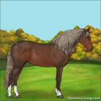 Horse Color:Liver Chestnut Tobiano 