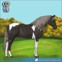 Horse Color:Liver Chestnut Tobiano 