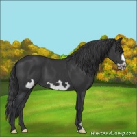 Horse Color:Black Frame 