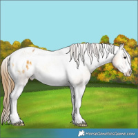 Horse Color:Buckskin Onyx Tobiano Frame Appaloosa 