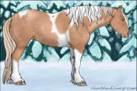 Horse Color:Gold Champagne Tobiano Snowflake Varnish