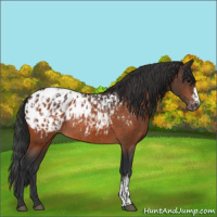 Horse Color:Bay Appaloosa  and Bay Appaloosa Rabicano 