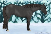 Horse Color:Liver Red Roan 