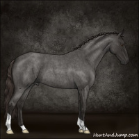 Horse Color:Liver Red Roan 