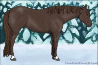 Horse Color:Liver Chestnut 