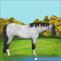 Horse Color:Liver Red Roan 