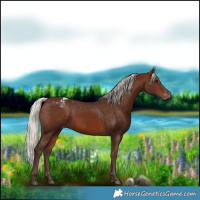 Horse Color:Silver Bay Appaloosa 