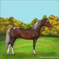 Horse Color:Silver Brown Tobiano Varnish 
