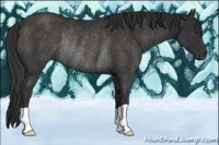 Horse Color:Liver Chestnut Rabicano 