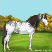 Horse Color:White Spotted Liver Red Roan Rabicano 
