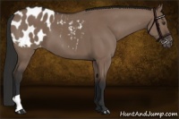 Horse Color:Liver Red Dun Appaloosa 