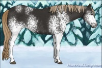 Horse Color:White Spotted Liver Chestnut Rabicano 