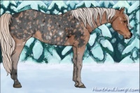 Horse Color:Void Silver Bay Sabino Appaloosa 