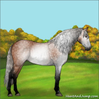 Horse Color:Gray Void Silver Bay Sabino 