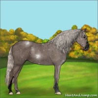 Horse Color:Void Silver Black Sabino 