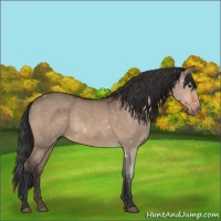 Horse Color:Void Brown Roan Dun 
