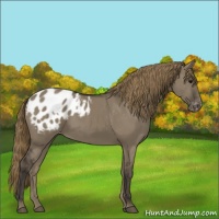 Horse Color:Smoky Grullo Appaloosa 