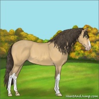 Horse Color:Amber Cream Champagne 