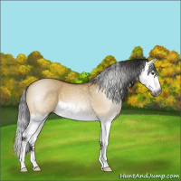 Horse Color:Gray Buckskin Dun Splash 