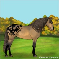 Horse Color:Void Buckskin Appaloosa 