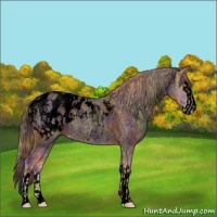 Horse Color:Void Nacre Gold Champagne Roan Appaloosa  and Void Nacre Classic Champagne Roan Splash Appaloosa 