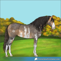 Horse Color:Buckskin Sabino 