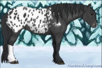 Horse Color:Black Appaloosa Rabicano 