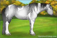Horse Color:Gray Black Tobiano Appaloosa Rabicano 
