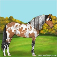 Horse Color:White Spotted Bay 