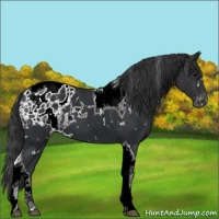 Horse Color:White Spotted Black Tobiano Appaloosa 