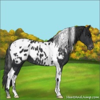 Horse Color:Black Tobiano Appaloosa 
