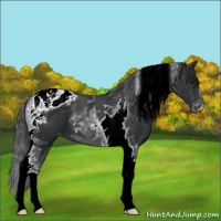 Horse Color:Black Tobiano Blanket 
