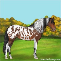 Horse Color:Bay Tobiano Appaloosa 