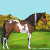 Horse Color:Bay Tobiano 