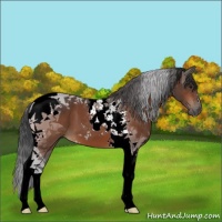 Horse Color:Bay Tobiano 