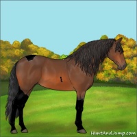 Horse Color:Bay Tobiano