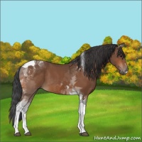 Horse Color:Bay Tobiano 