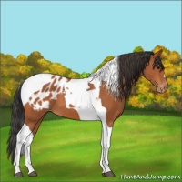 Horse Color:Bay Tobiano Blanket 