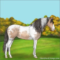 Horse Color:Amber Champagne Tobiano