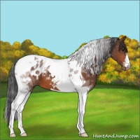 Horse Color:Bay Tobiano Blanket 