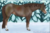 Horse Color:Liver Chestnut Sabino