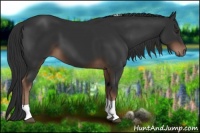Horse Color:Liver Chestnut Tobiano