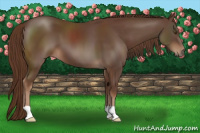 Horse Color:Liver Chestnut 