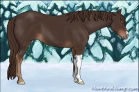 Horse Color:Liver Chestnut 