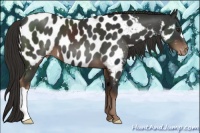 Horse Color:Liver Chestnut Appaloosa