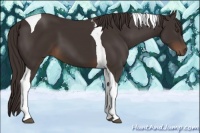 Horse Color:Liver Chestnut Tobiano 